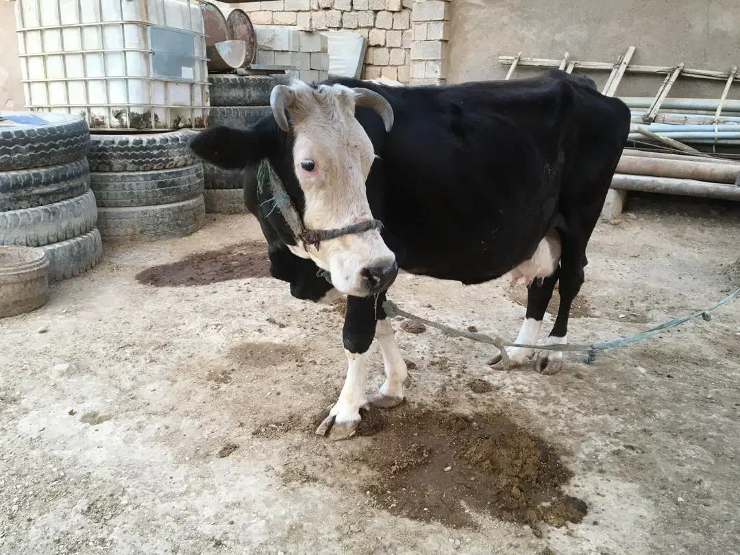 گاو خانگی سرحال|حیوانات مزرعه|باوی, |دیوار