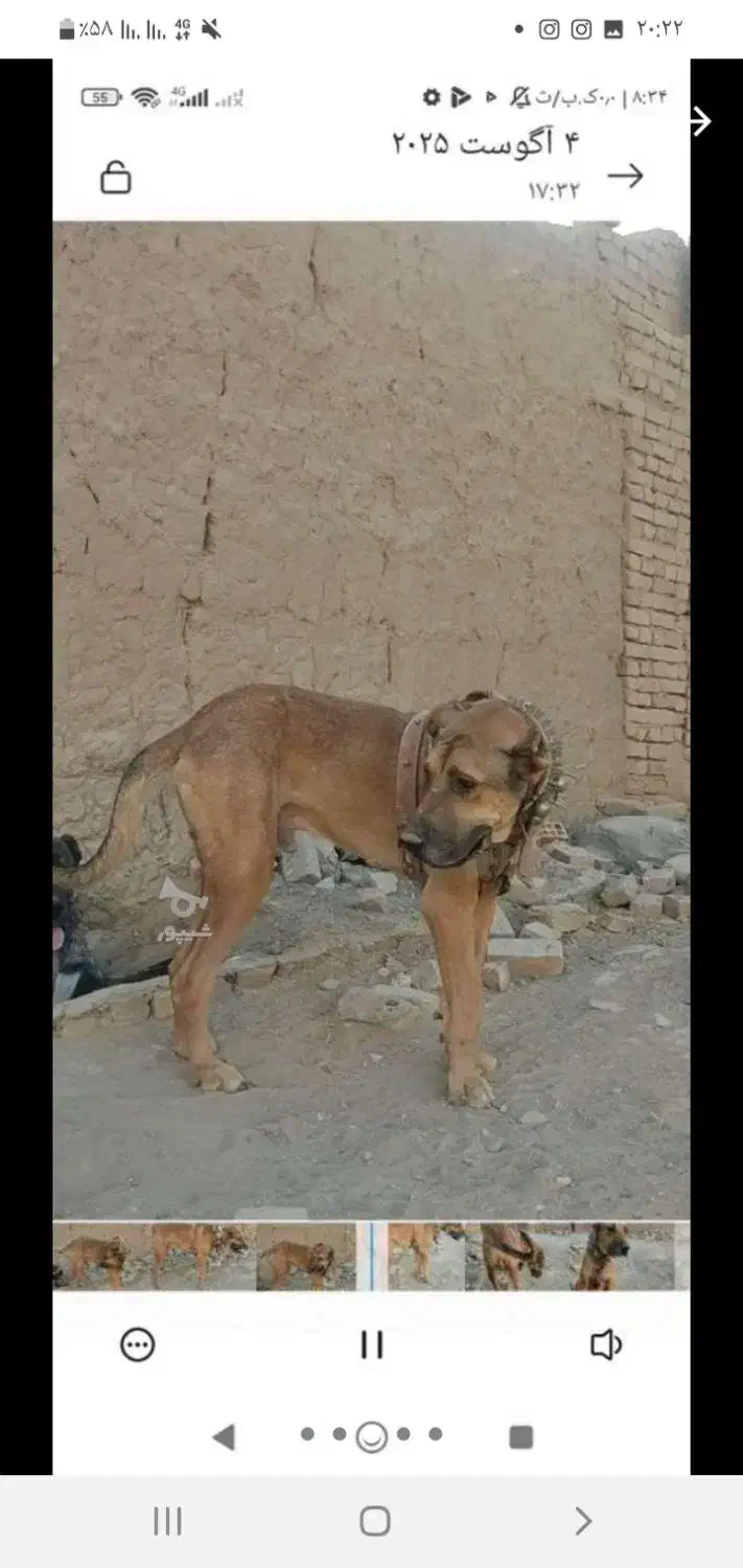 توله چهارده ماهه سروکله دار و درشت و ذات خوب|سگ|کاشمر, |دیوار