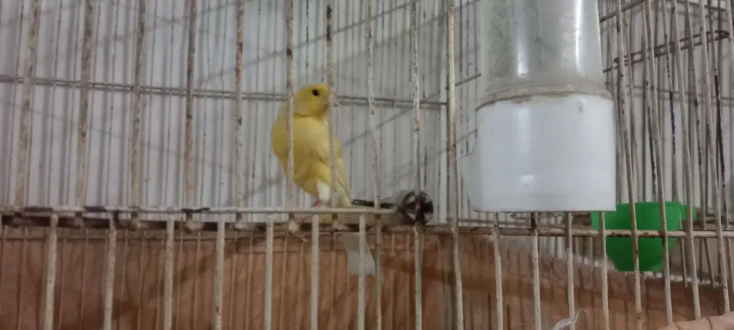 قناری ماده زرد ودارچینی  ۲ساله جفت نخورده|پرنده|رشت, نخودچر|دیوار