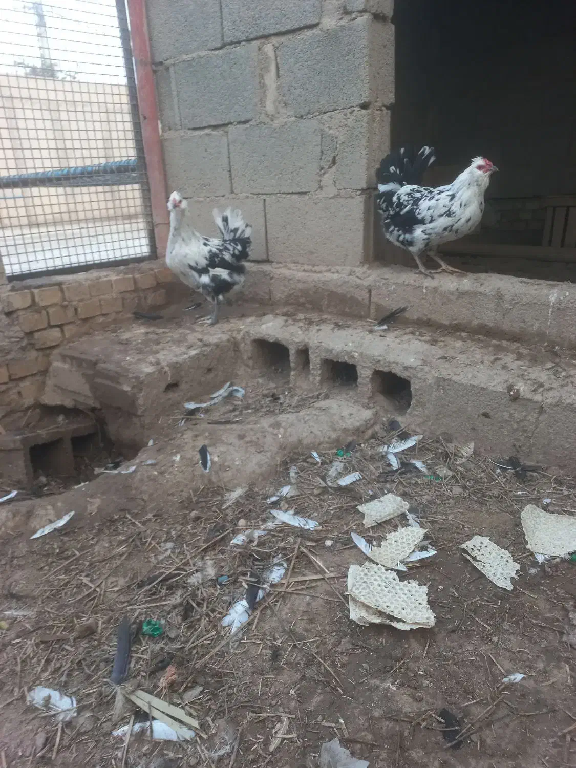 تخم مرغ گلین ریشو چهل پنگوهنی|خوردنی و آشامیدنی|شوشتر, |دیوار