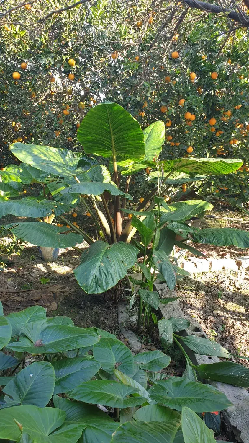 گل بابا آدم|گل و گیاه طبیعی|کیاکلا, |دیوار