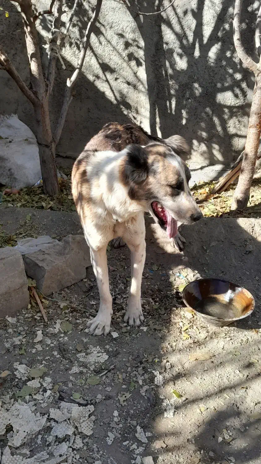 سگ نجات دارع|سگ|خنداب, |دیوار