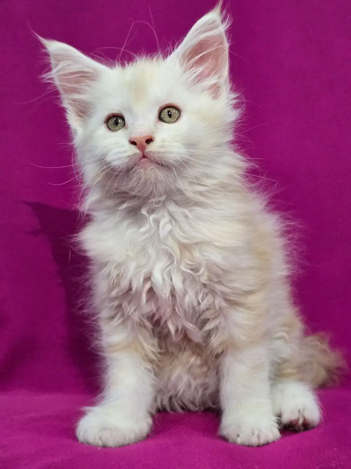 گربه مین کوون|گربه|تهران, چیذر|دیوار