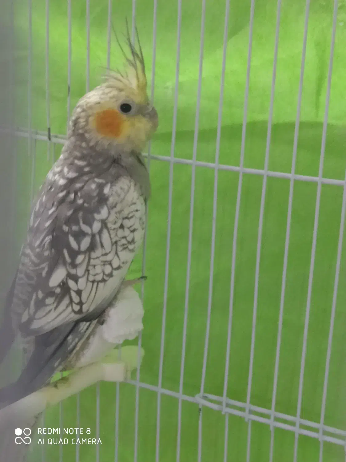 عروس هلندی نر|پرنده|شیروان (خراسان), |دیوار