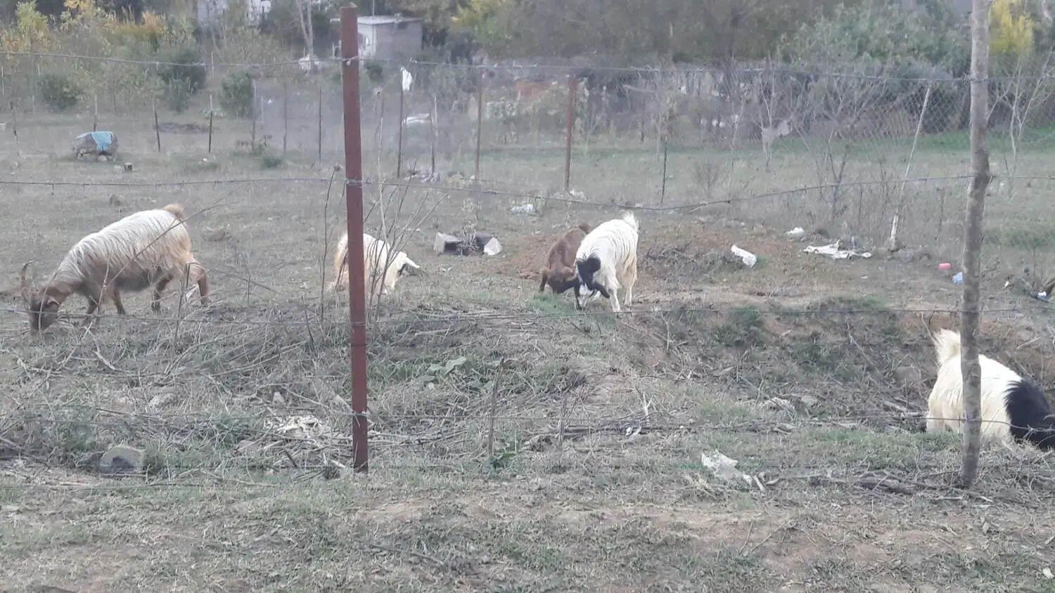 فروش بزغاله|حیوانات مزرعه|مرزنآباد, |دیوار