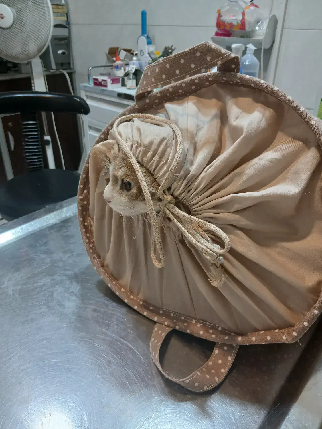 واگذاری رایگان گربه|گربه|تهران, کیانشهر|دیوار