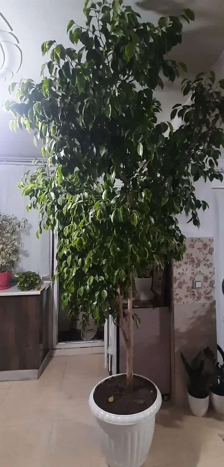 گل بنجامین برگ سبز|گل و گیاه طبیعی|ارومیه, |دیوار