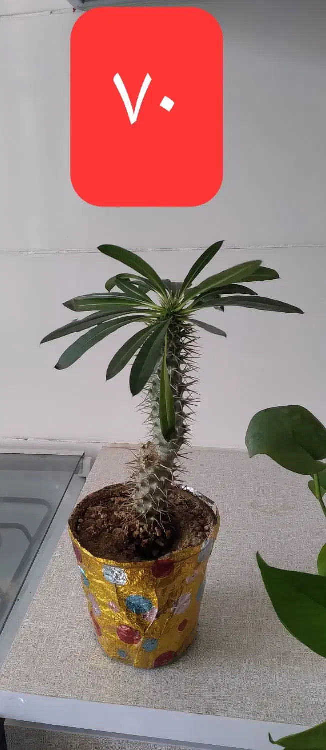 فروش گل طبیعی|گل و گیاه طبیعی|دورود, |دیوار