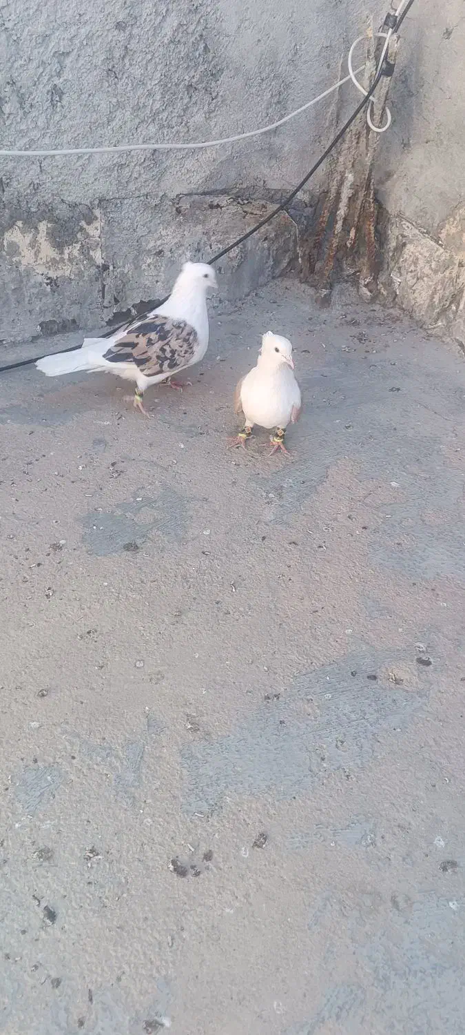 کفتر پشت زرد|پرنده|بجنورد, |دیوار