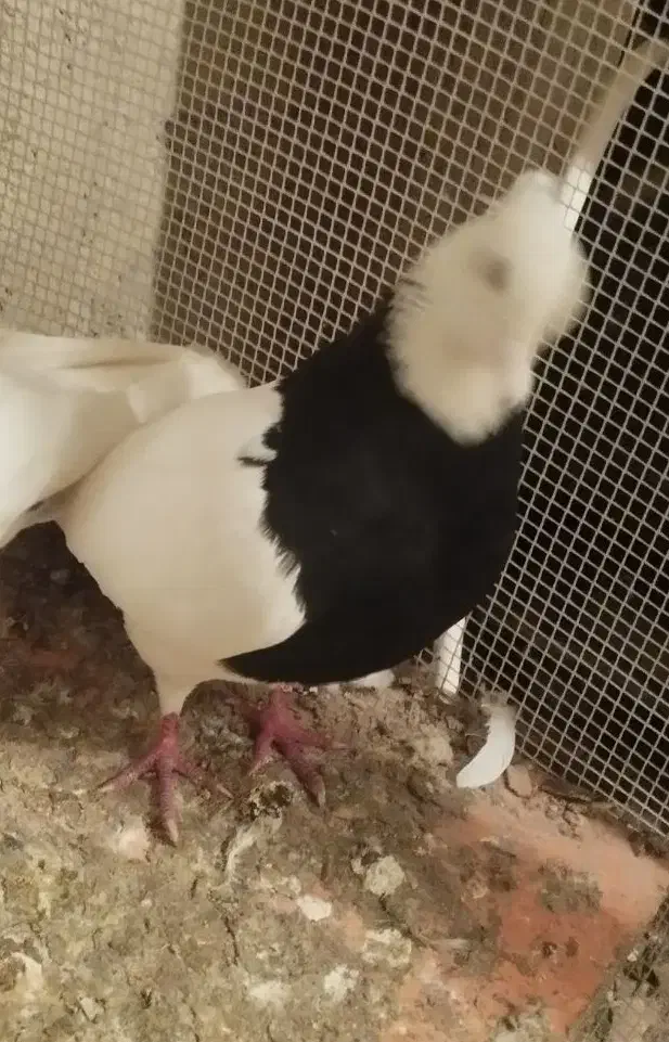 کبوتر طوقی|پرنده|برخوار, |دیوار