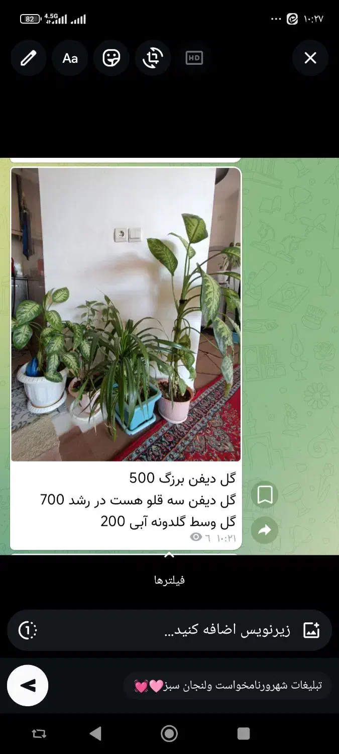 گل‌های طبیعی خونگی|گل و گیاه طبیعی|فولادشهر, فولادشهر|دیوار