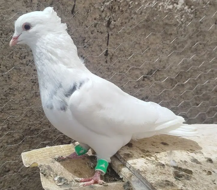 کفتر طوقی|پرنده|مبارکه, |دیوار