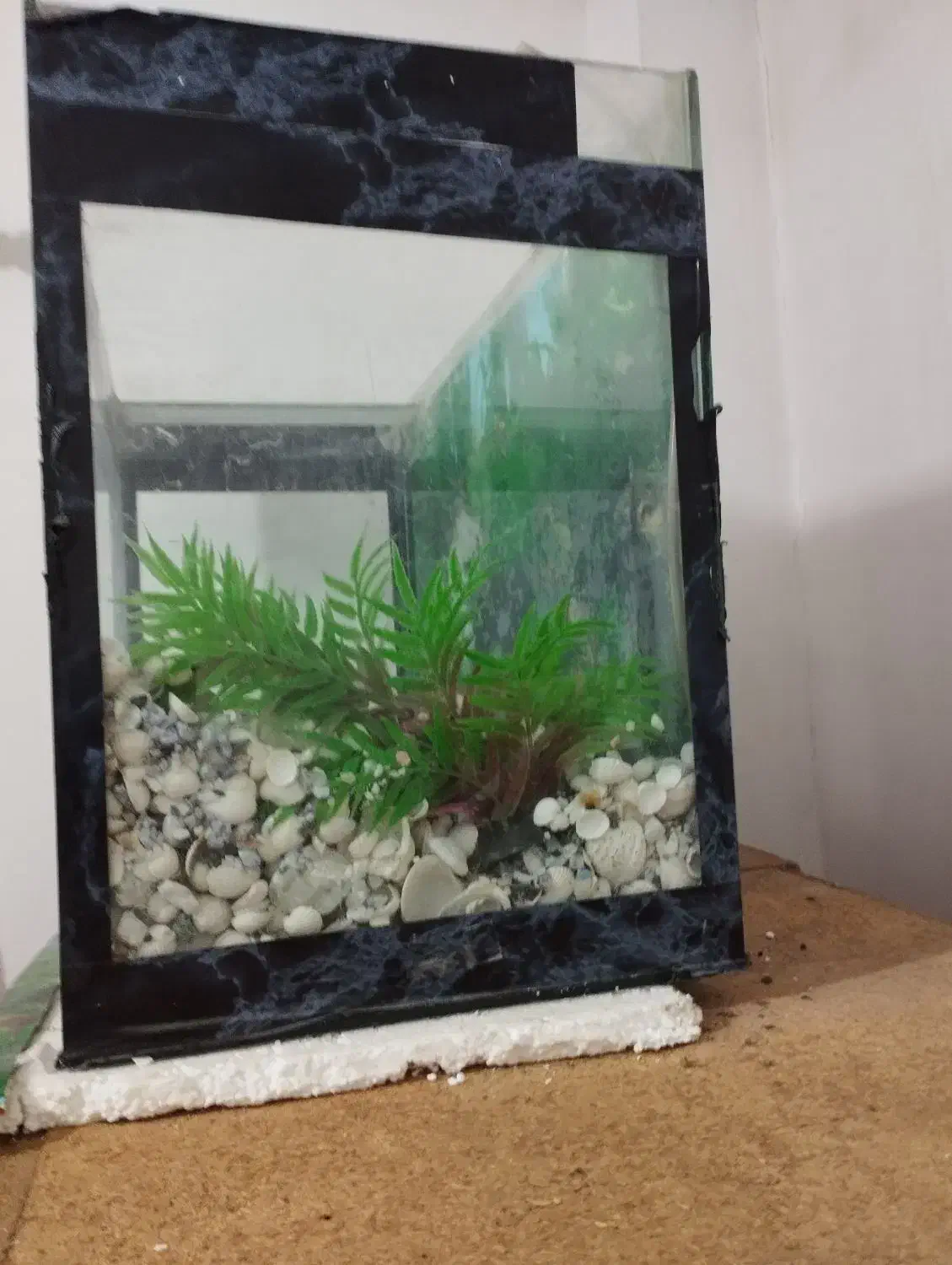 آگواریوم به همراه وسایل جانبی|ماهی|رشت, پیرکلاچای|دیوار