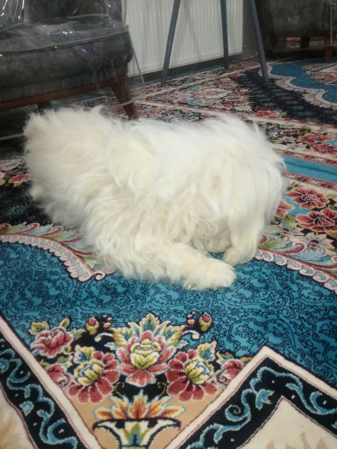 سگ فروشی|سگ|اردکان, |دیوار