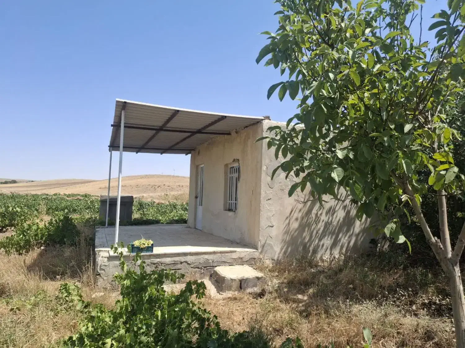 باغ انگور و میوه|فروش زمین و ملک کلنگی|شراء, |دیوار