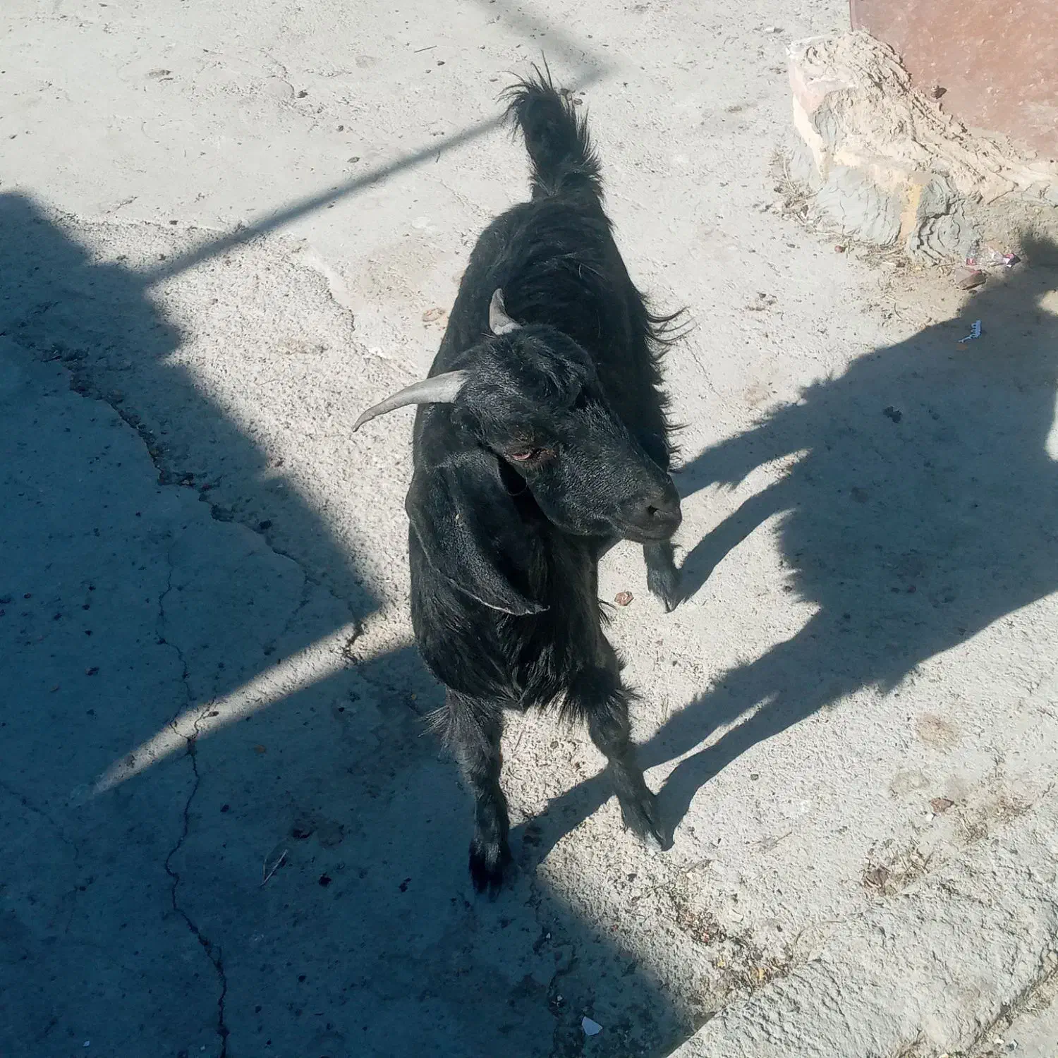 گوسفند|حیوانات مزرعه|سیب و سوران, |دیوار