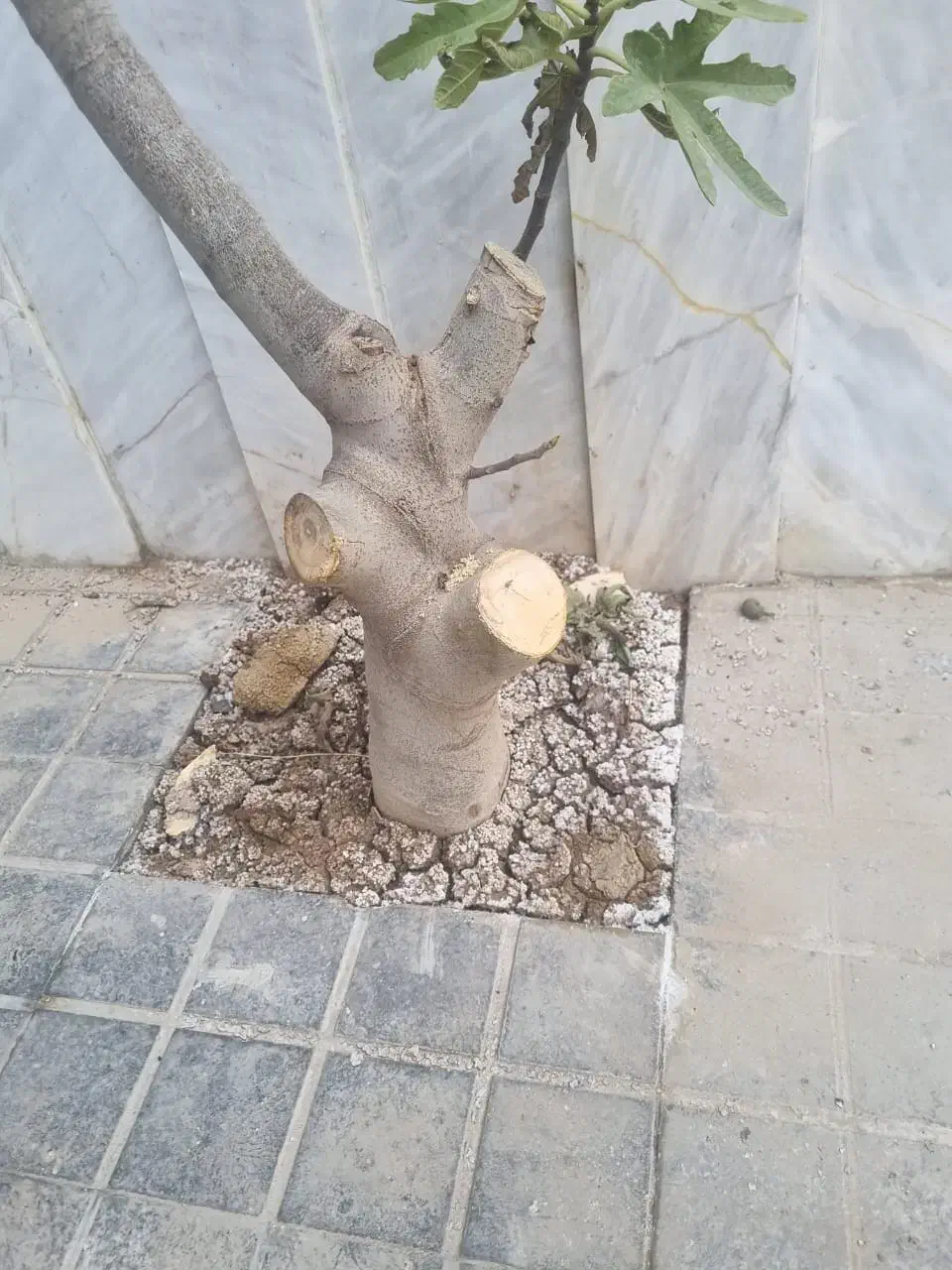 درخت انجیل بن۳۸|گل و گیاه طبیعی|تهران, افسریه شمالی|دیوار