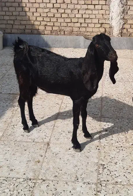 ۳راس بز ماده ابستن|حیوانات مزرعه|اهواز, اسماعیلیه|دیوار