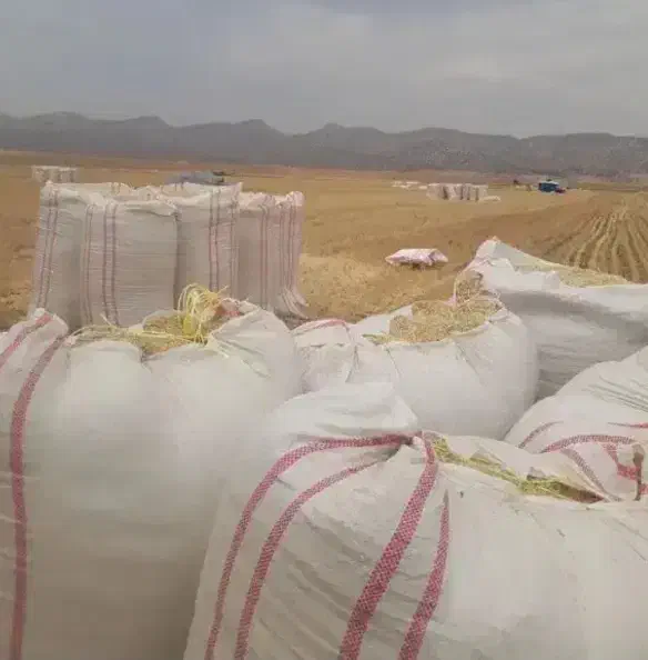 کاه نرم گندم دیم|لوازم جانبی حیوانات|درگزین, |دیوار