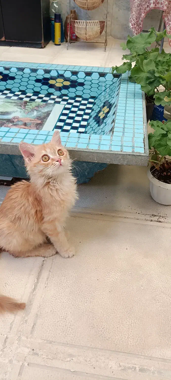 گربه نارنجی گمشده|گربه|زنجان, |دیوار