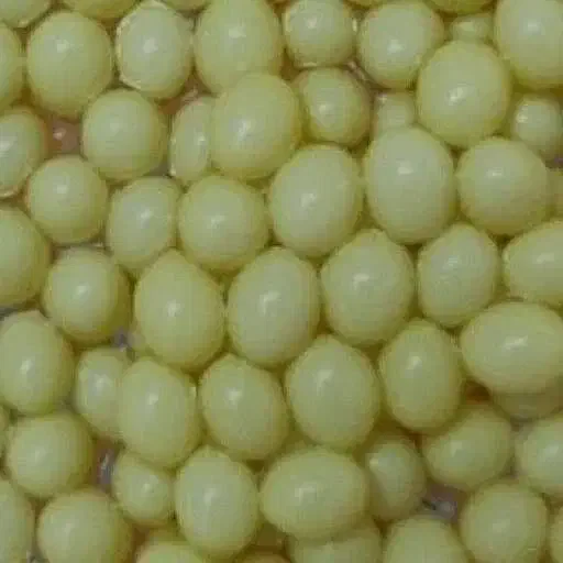 خاویار حلزون|خزنده|تبریز, |دیوار