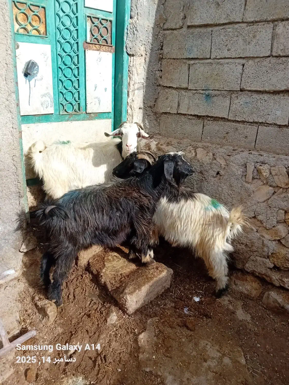 ۳عدد بز جوان بوغاز برایدنگه داشتن|حیوانات مزرعه|اردبیل, |دیوار