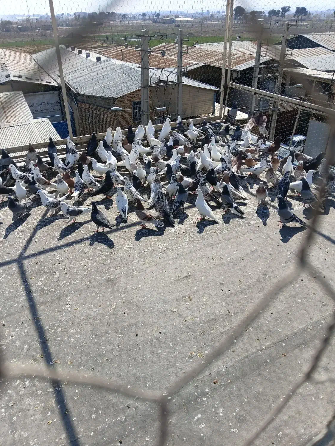 کفتر پرشی|پرنده|شهر ری, سیزده آبان|دیوار