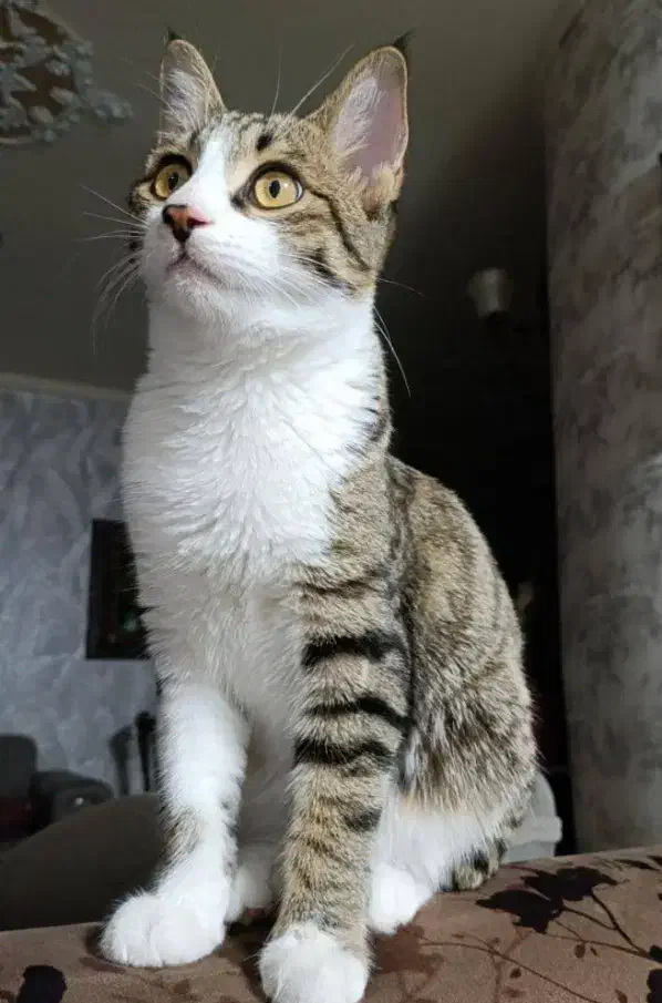 واگذاری فوری  رایگان بچه گربه نر7ماهه DSH موکوتاه.|گربه|رشت, استقامت ۱|دیوار