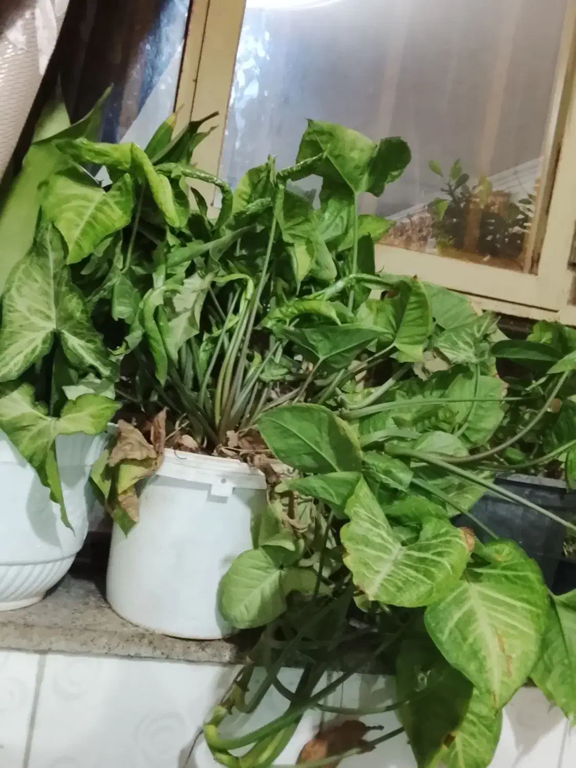 انواع گل|گل و گیاه طبیعی|نقده, |دیوار