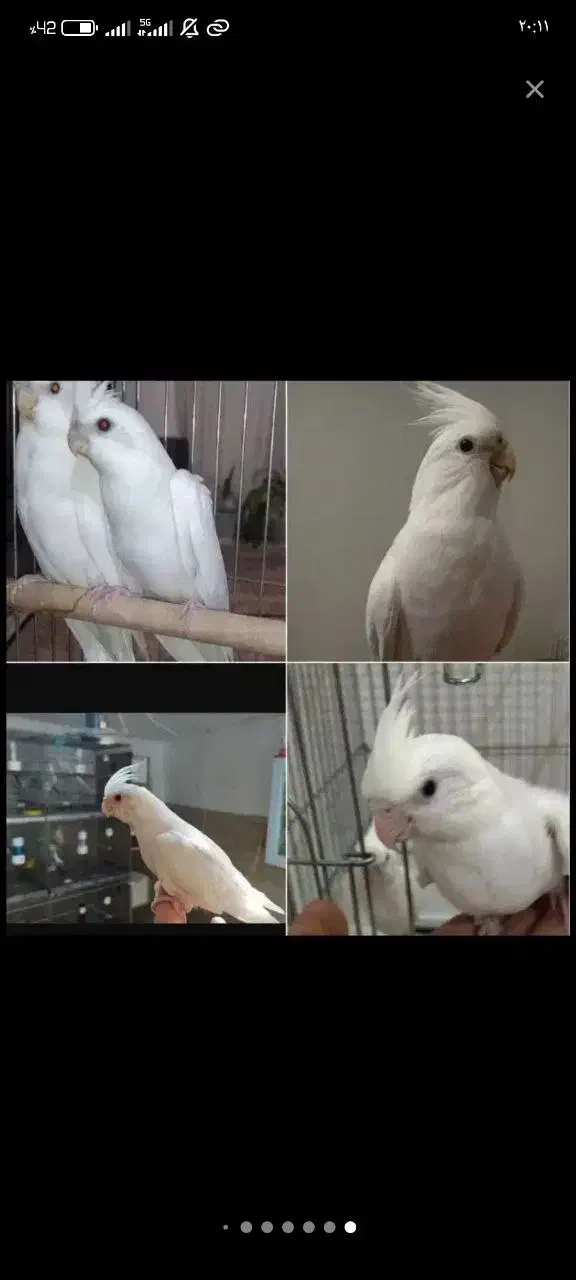 سالن پرورش عروس هلندی تمام نژاد|پرنده|قم, شهرک طالقانی|دیوار