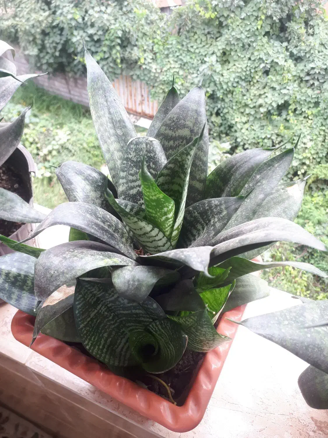 فروش گل طبیعی|گل و گیاه طبیعی|رشت, استقامت ۲|دیوار