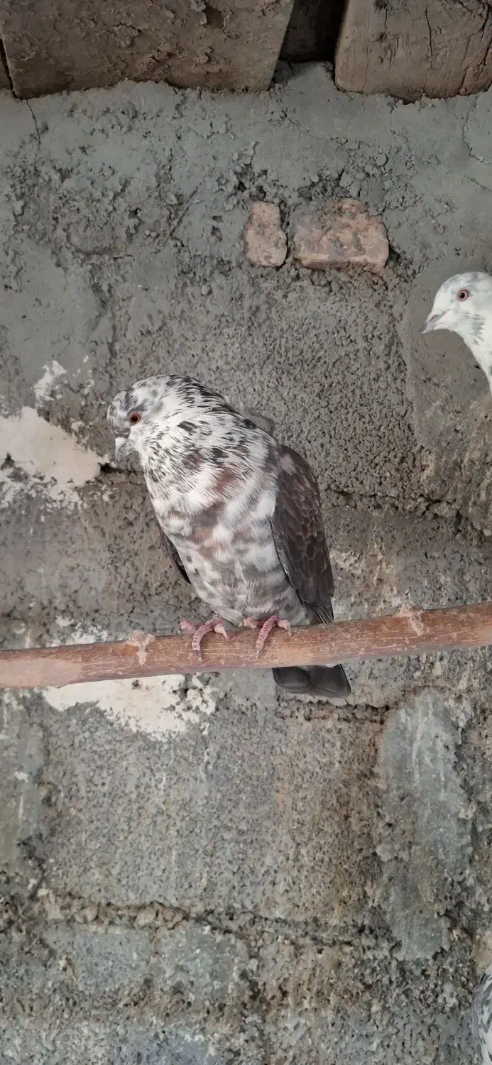 کبوتر|پرنده|کوراییم, |دیوار