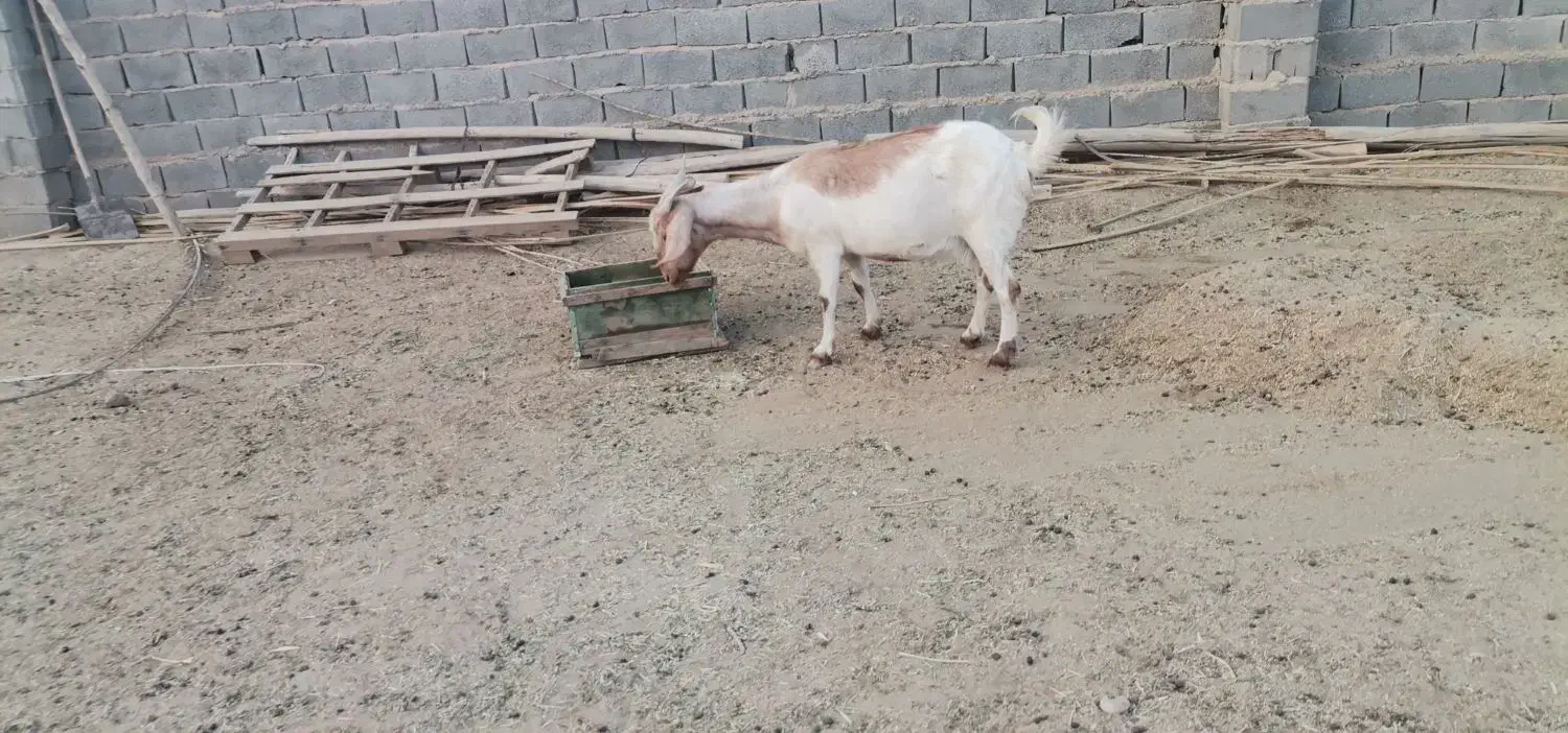 دو بز فروشی نزدیک زاییدن|حیوانات مزرعه|طبس, |دیوار