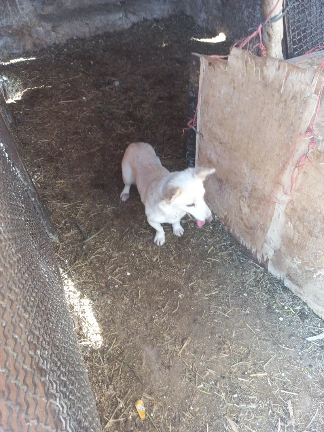 توله سگ دورگ مالینیوز و سگ پاکوتاه|سگ|یزد, |دیوار