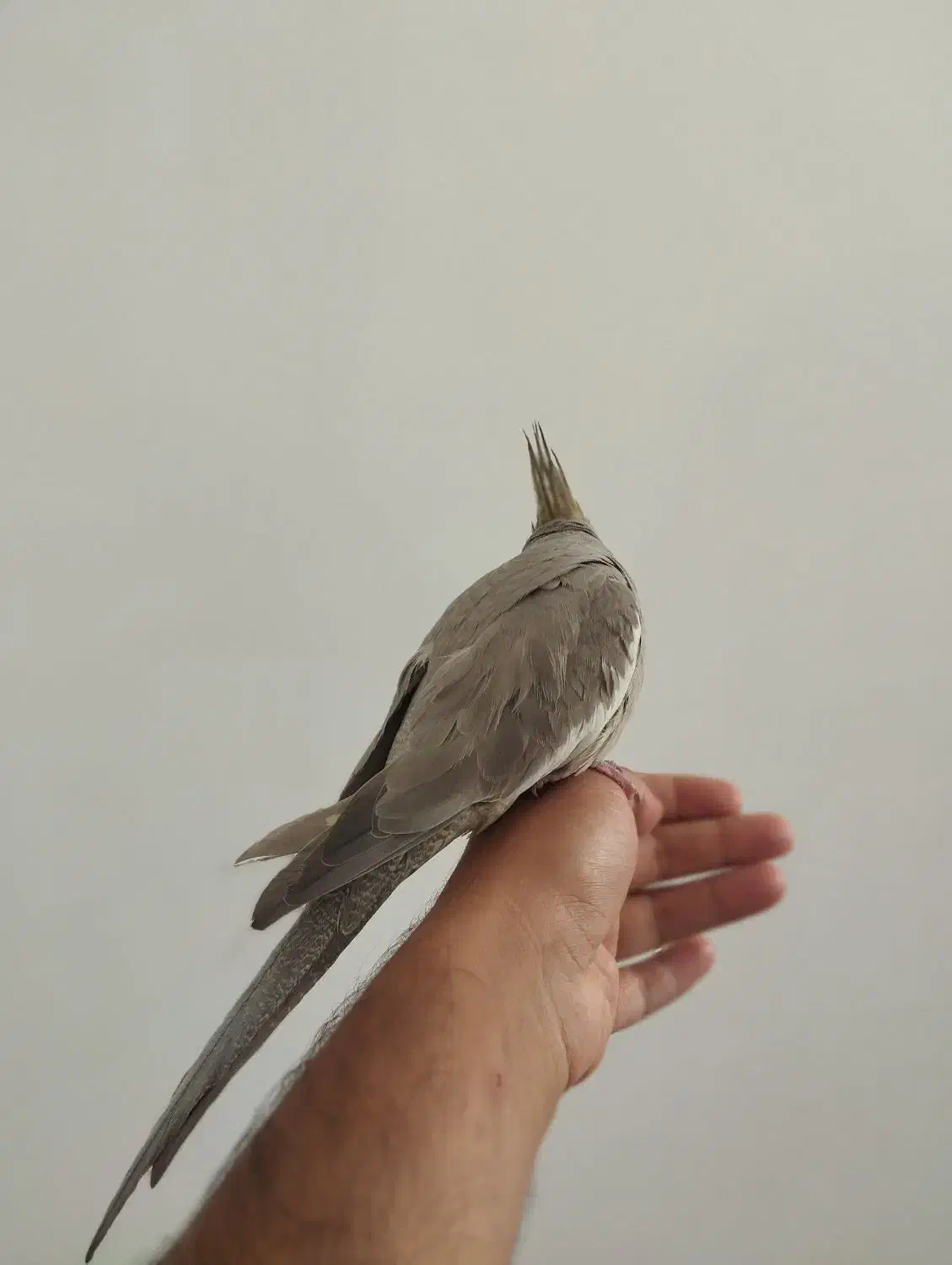 عروس هلندی|پرنده|کرمانشاه, |دیوار