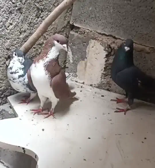 کبوتر|پرنده|شیراز, ابیوردی|دیوار