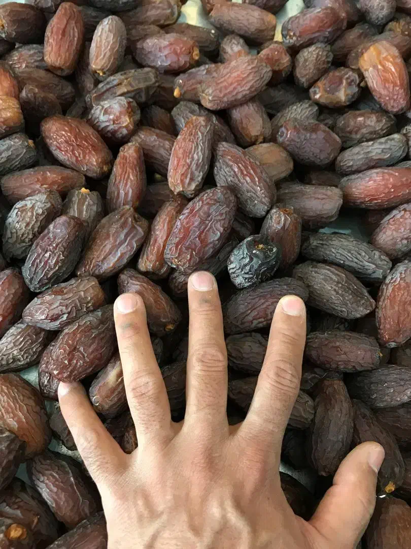 خرمای مجول مراکشی|خوردنی و آشامیدنی|شیراز, میانرود|دیوار