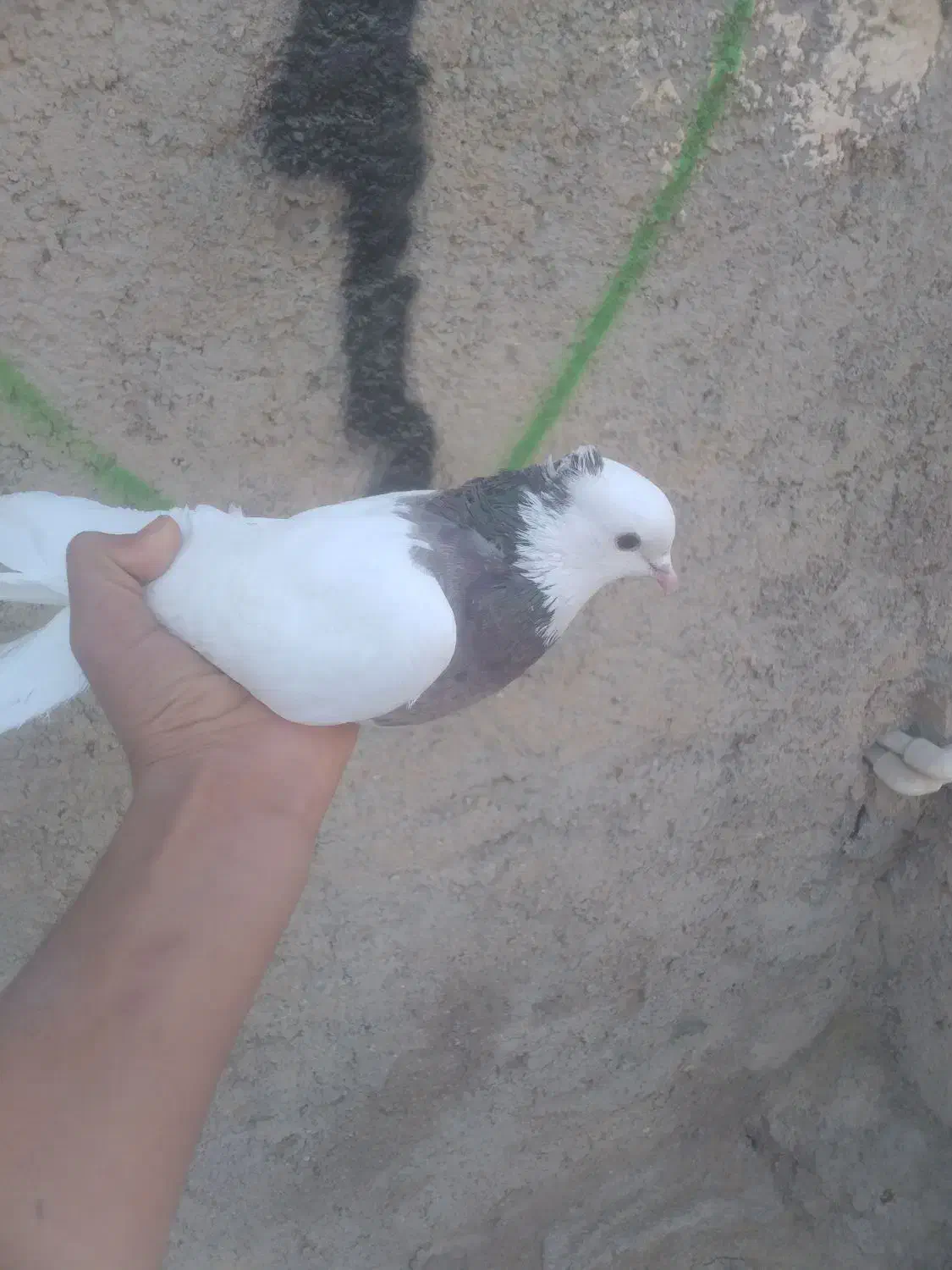 طوقی|پرنده|سوق, |دیوار