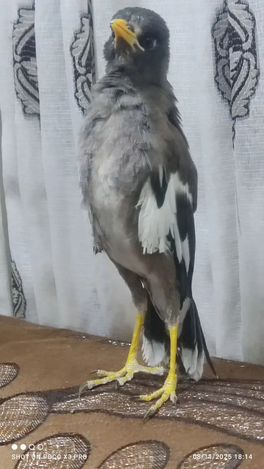 مرغ مینا|پرنده|بم, |دیوار