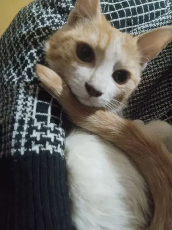 واگذاری گربه|گربه|زابل, |دیوار