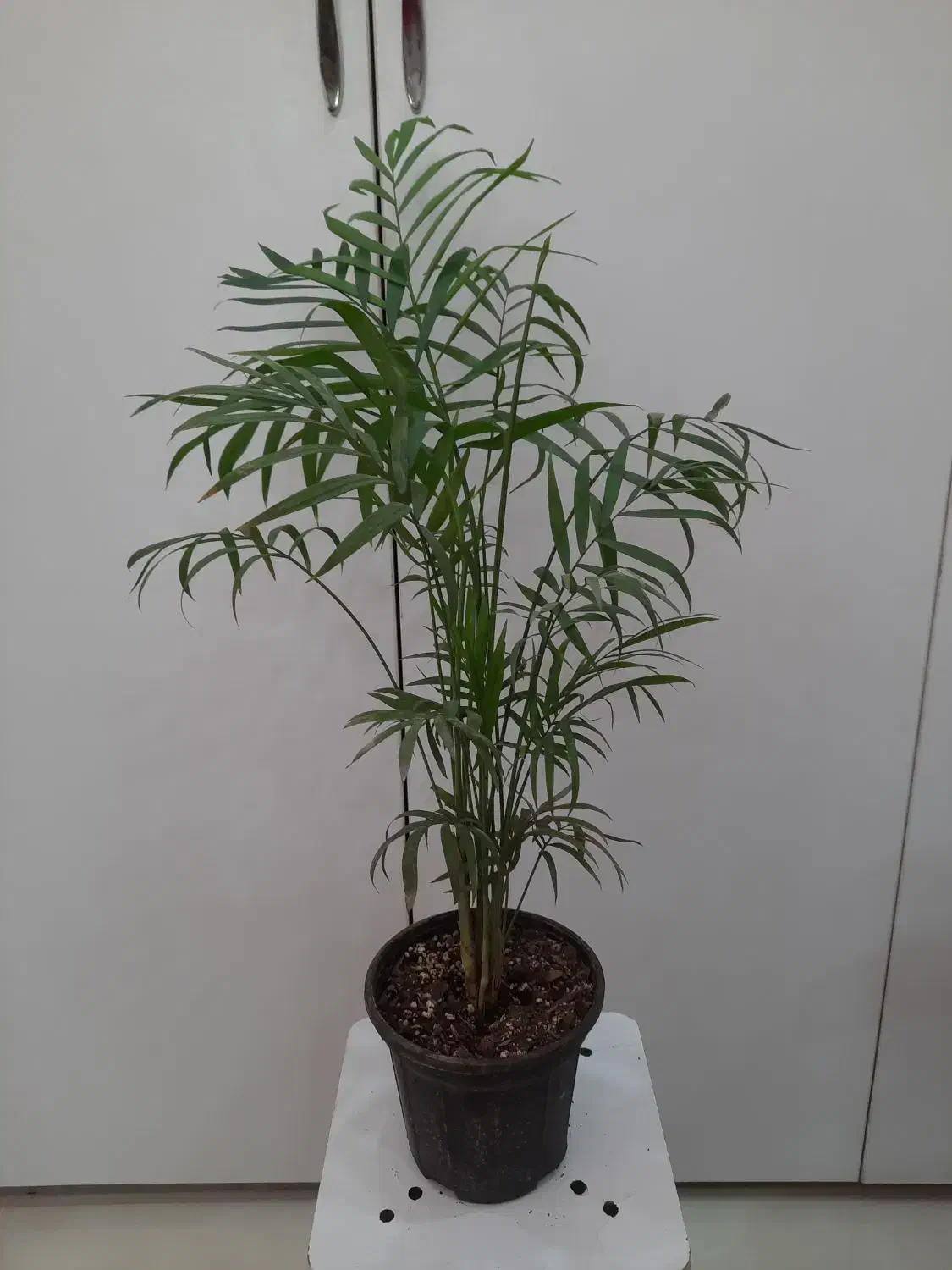 طبیعت را به خانه بباورید|گل و گیاه طبیعی|اهواز, ۳۰ متری|دیوار