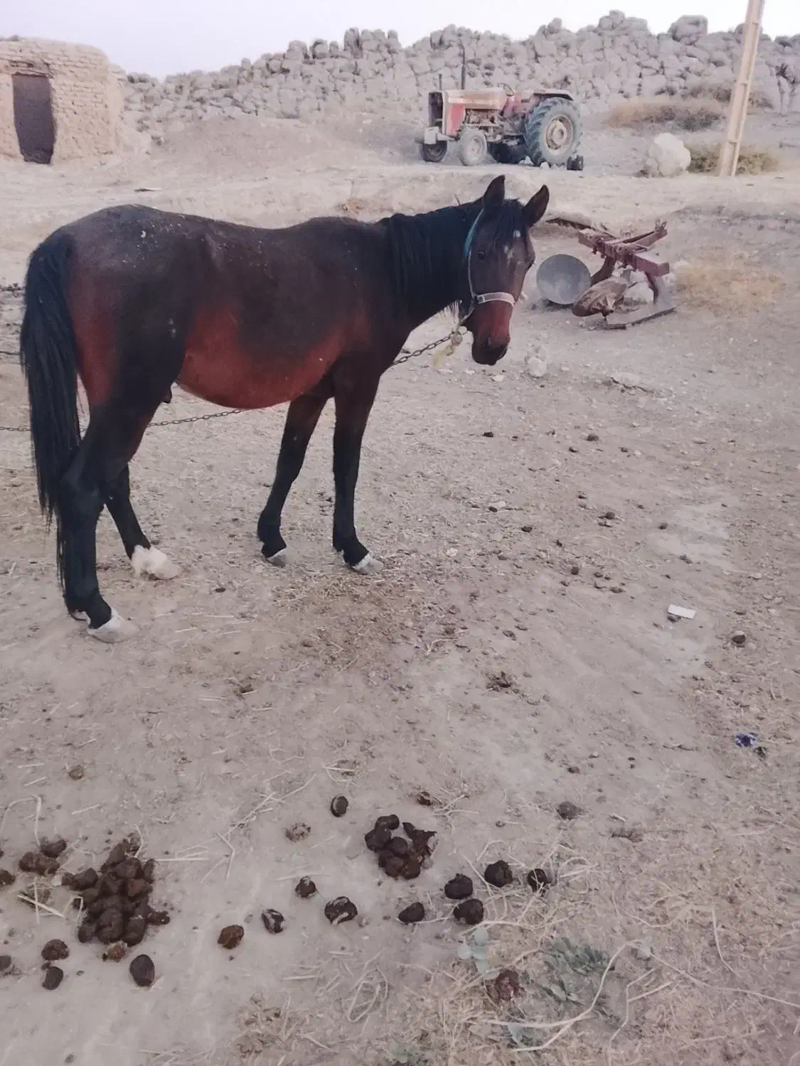 اسب|اسب و تجهیزات اسبسواری|بانش, |دیوار