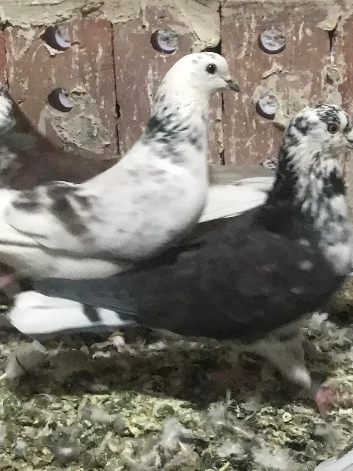 کبوتر|پرنده|بوکان, |دیوار