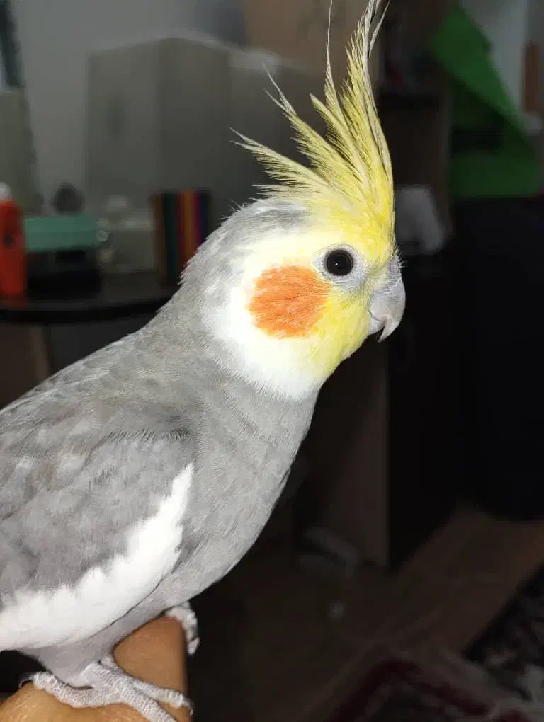 عروس هلندی گمشده|حیوانات|جهرم, |دیوار