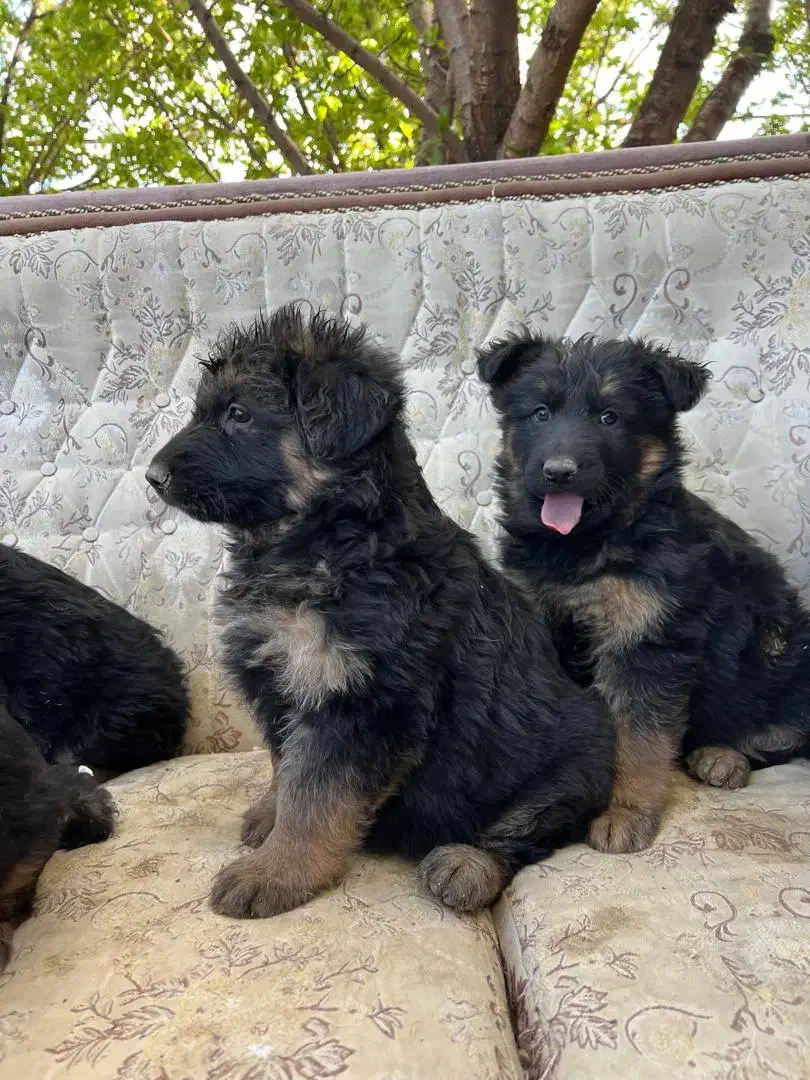 توله ژرمن|سگ|شازند, |دیوار