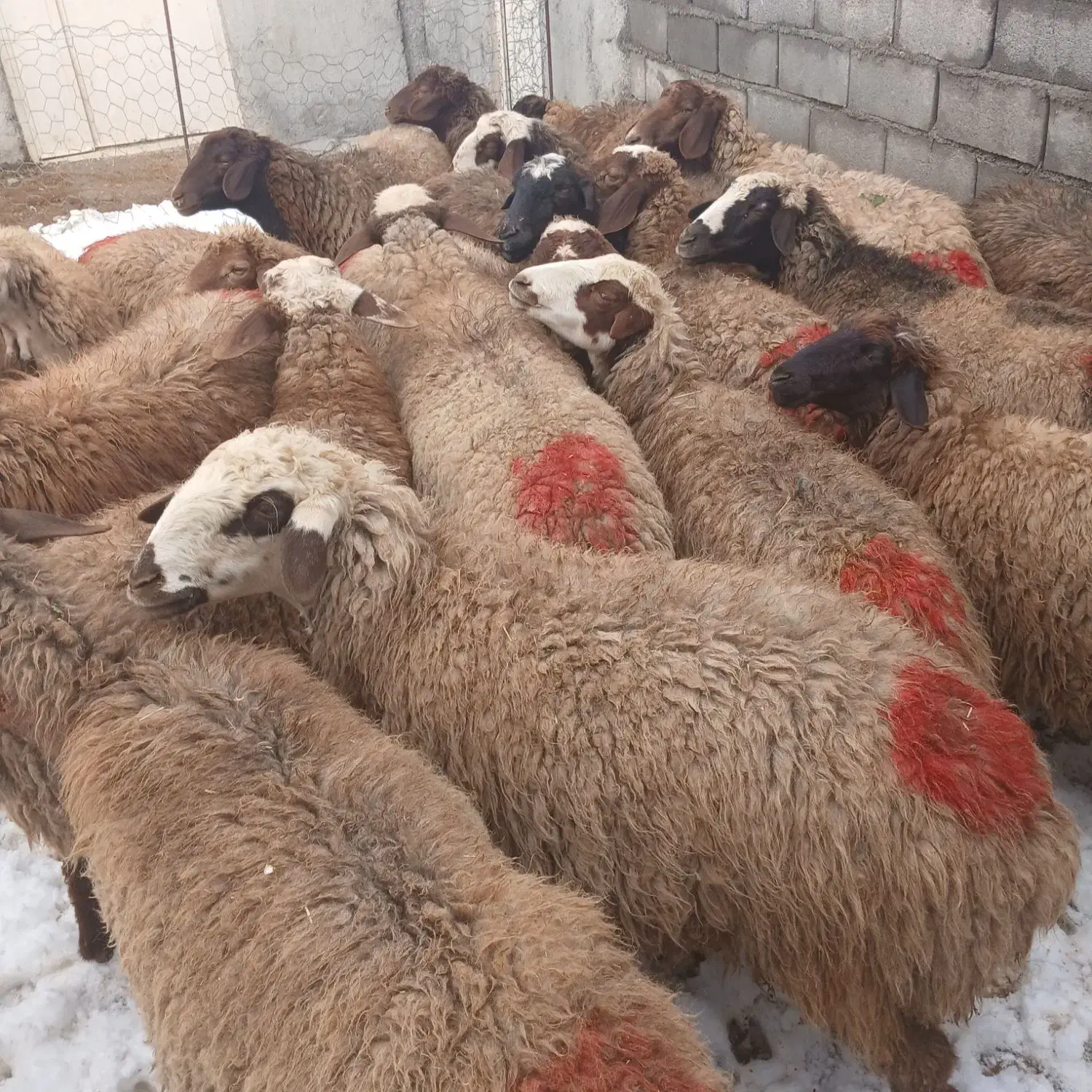 ۲۲راس گوسفند میش بره وابستن جوان داشتی مهربانی|حیوانات مزرعه|خرم‌آباد, |دیوار