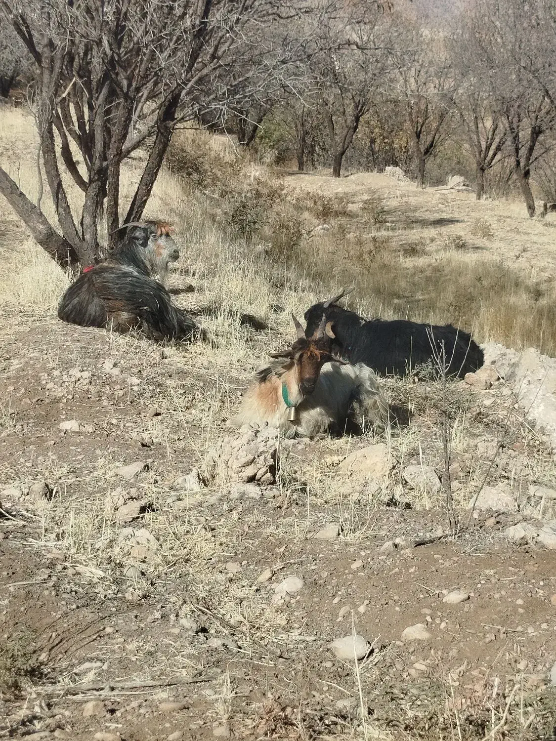 بز میش دوبر|حیوانات مزرعه|اردل, |دیوار