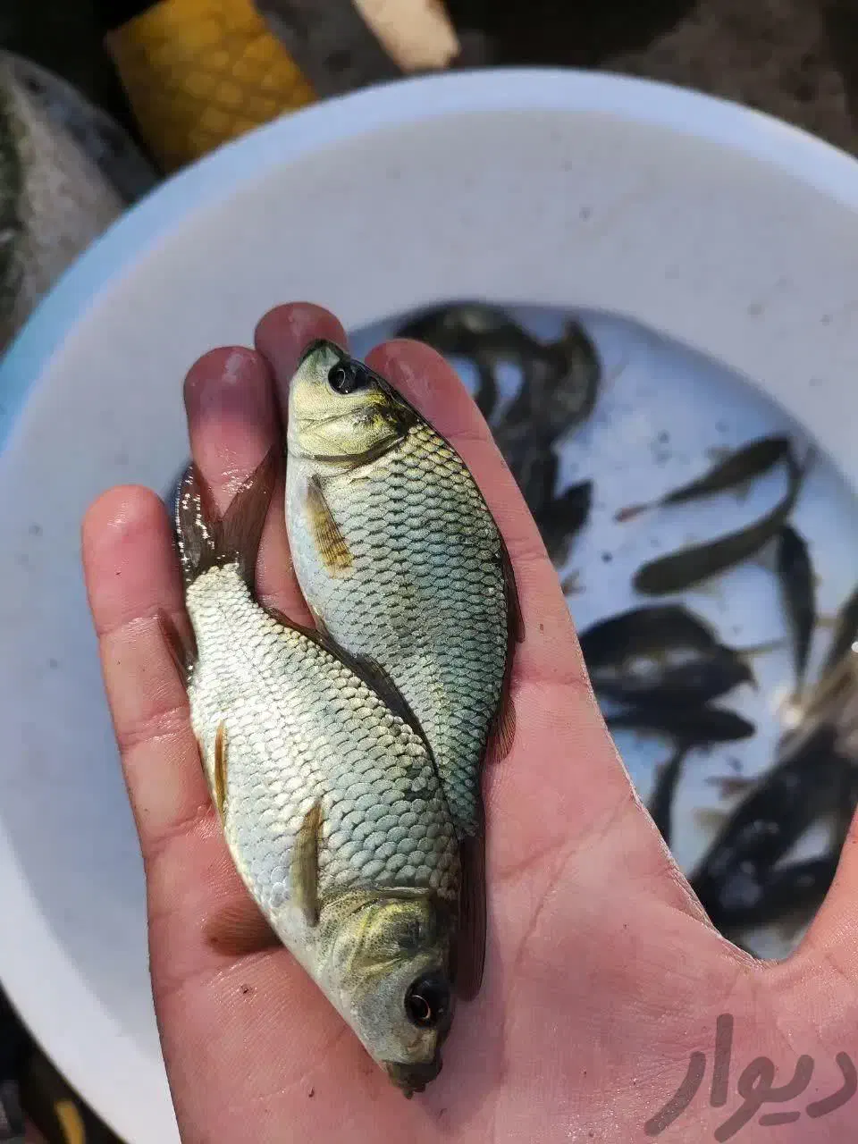 توزیع ماهی کپور آمور پرورش اصفهان|ماهی|اصفهان, ملاصدرا|دیوار