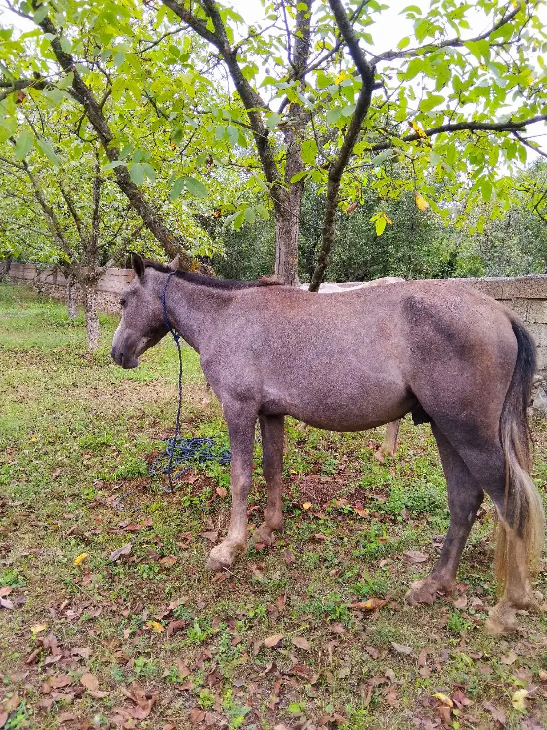 اسب نریان نیلی 4 ساله|اسب و تجهیزات اسبسواری|مرزنآباد, |دیوار