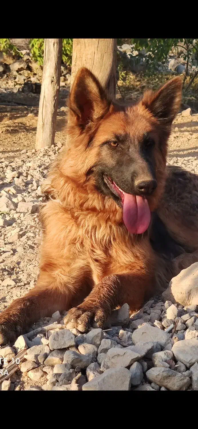 ژرمن اصیل و باتربیت|سگ|سیسخت, |دیوار